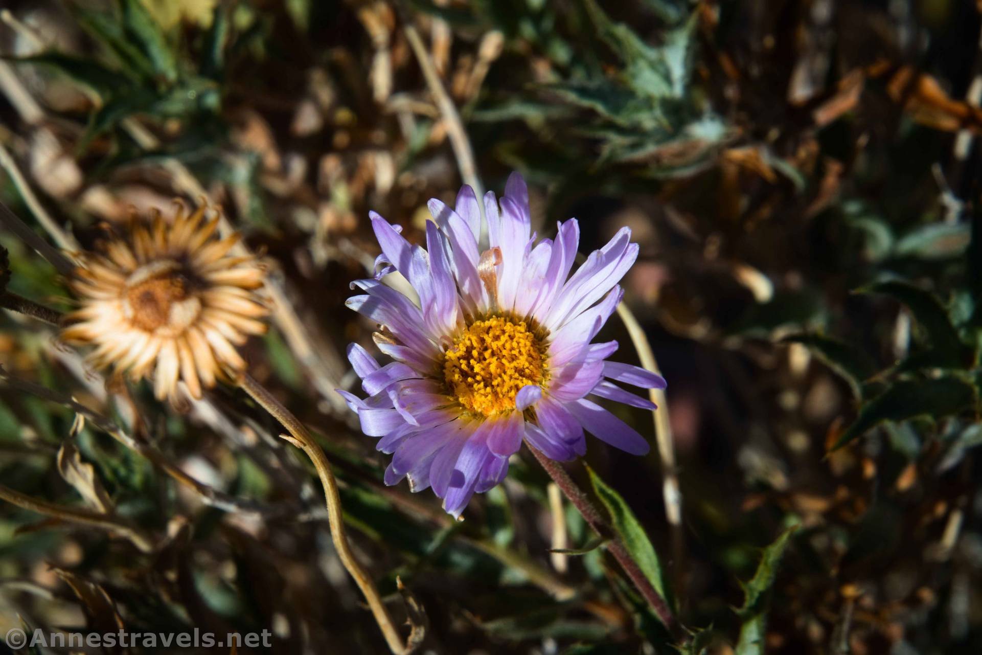 Wildflowers on Coffin Peak, Death Valley National Park, California