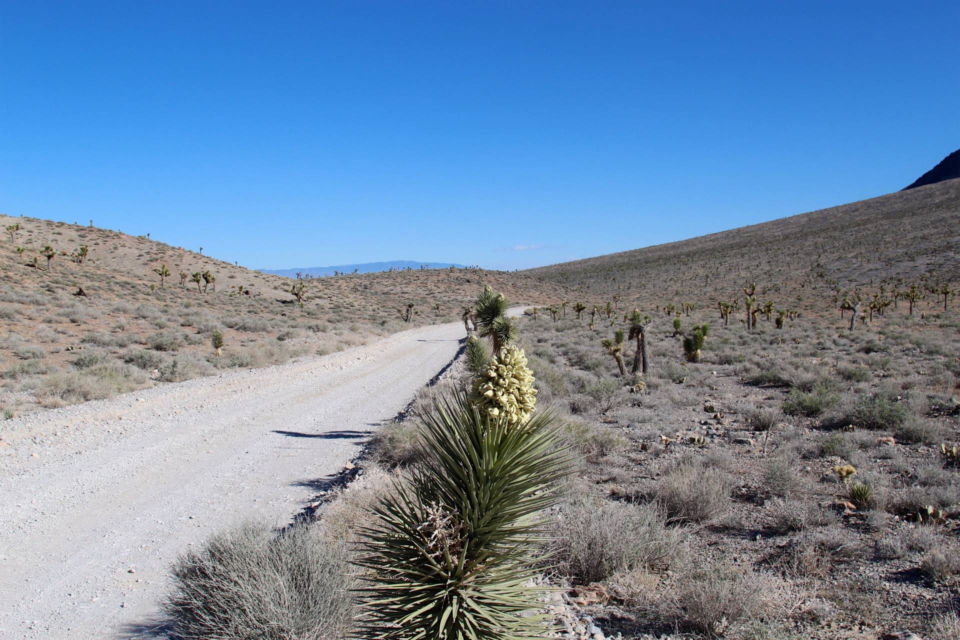 Joshua trees along the Racetrack Road, Death Valley National Park, California