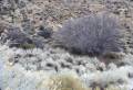 Hungry Bill’s Ranch & Upper Johnson Canyon, Death Valley National Park, California